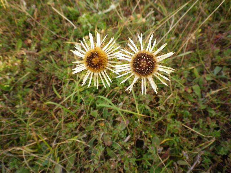 Una piccola Carlina dorata - Carlina vulgaris