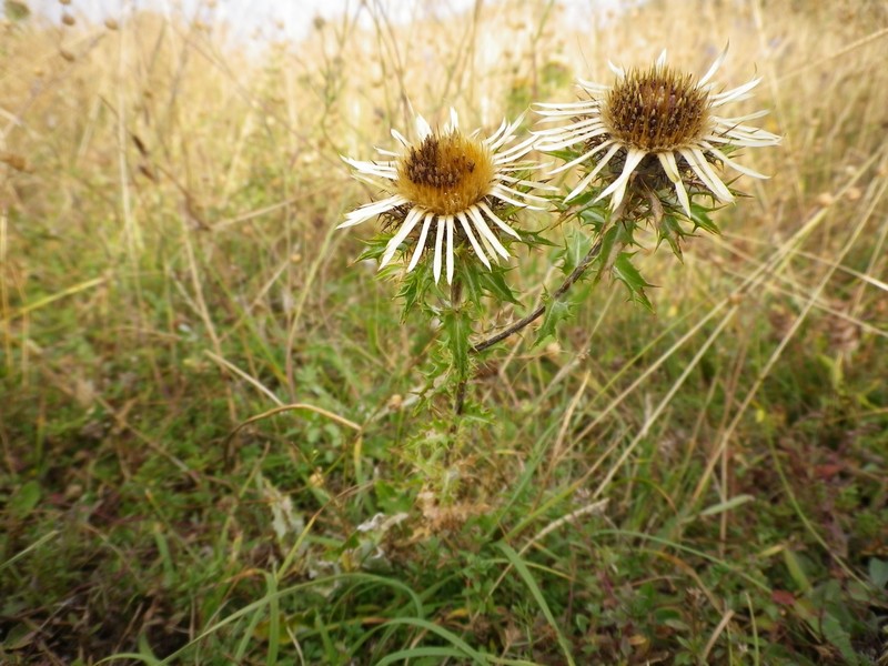 Una piccola Carlina dorata - Carlina vulgaris