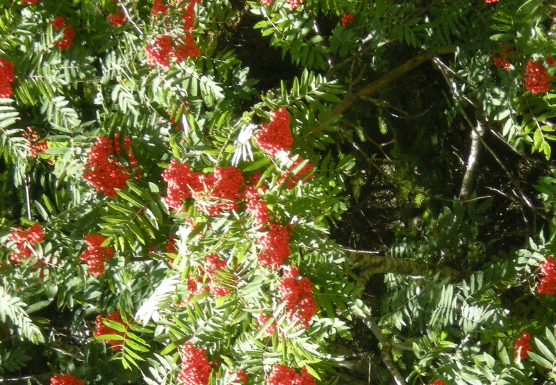 Sorbus aucuparia