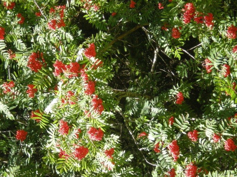 Sorbus aucuparia