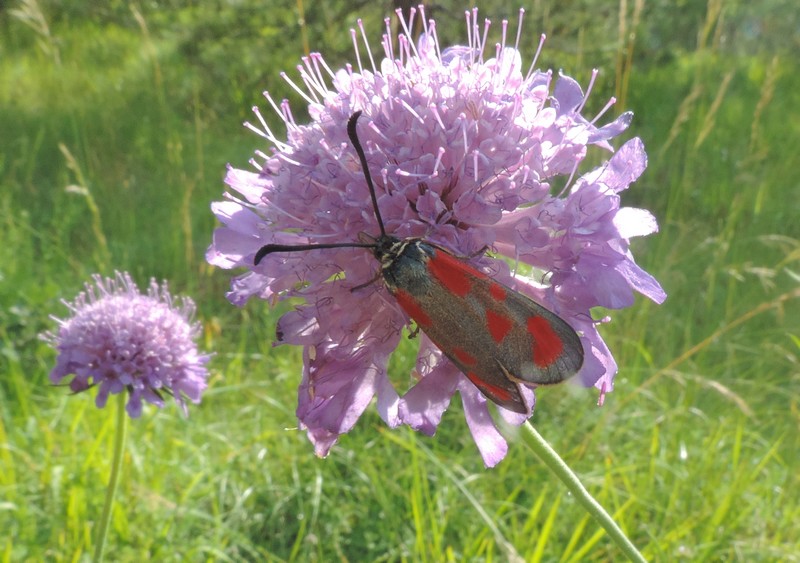 Fiore e farfalla - Knautia sp.