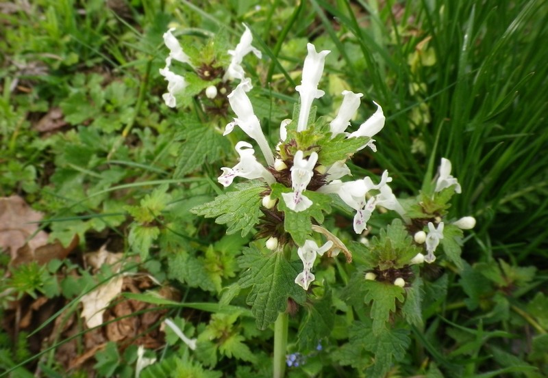 Lamium bifidum