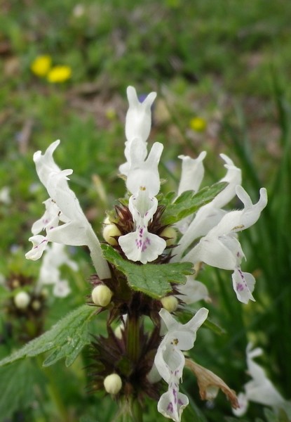 Lamium bifidum