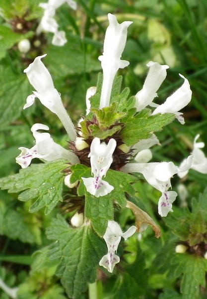 Lamium bifidum