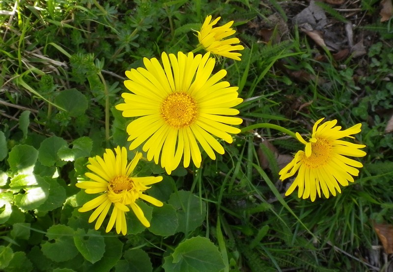 Doronicum columnae