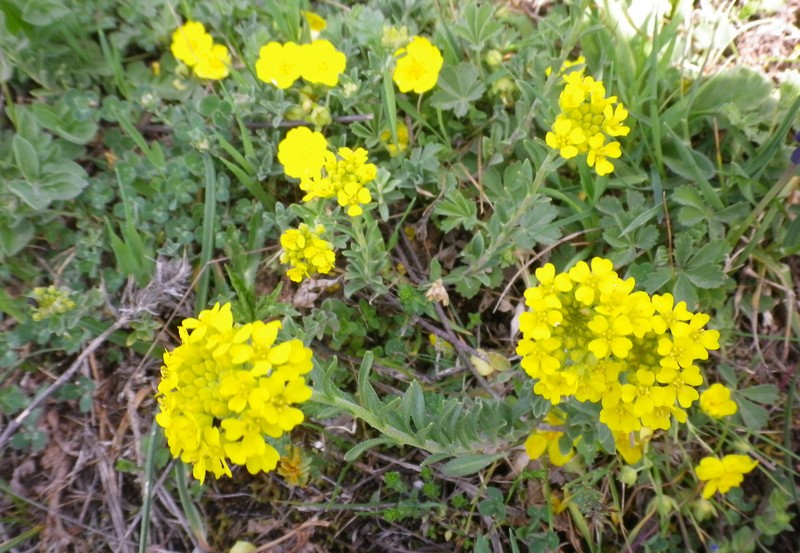 dav identificare due - Alyssum cfr. montanum