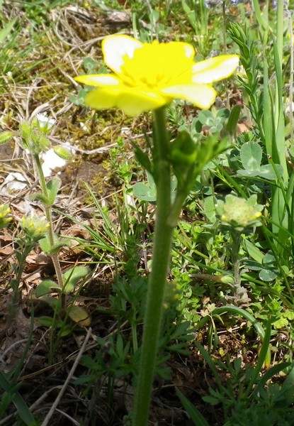 da determinare tre - Ranunculus cfr. millefoliatus