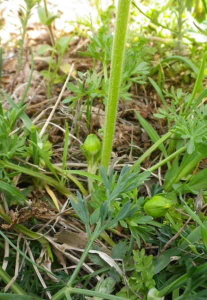 da determinare tre - Ranunculus cfr. millefoliatus