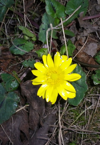 Ranunculus ficaria