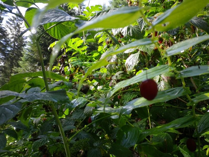 Bacche rosse- Streptopus amplexifolius