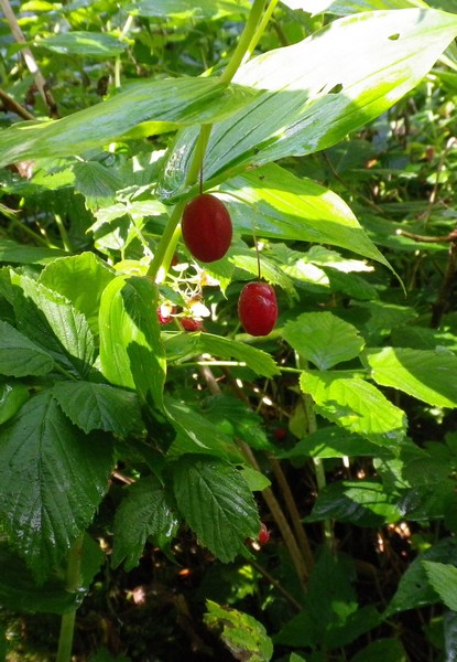 Bacche rosse- Streptopus amplexifolius