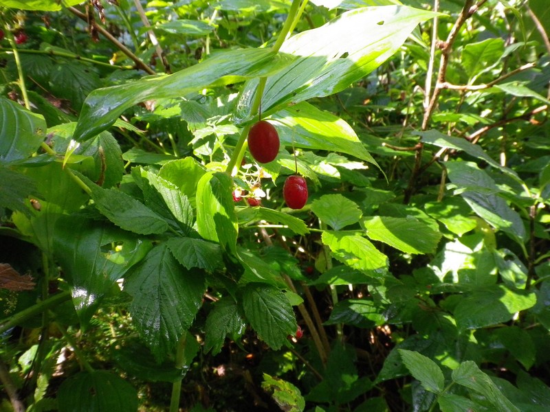 Bacche rosse- Streptopus amplexifolius