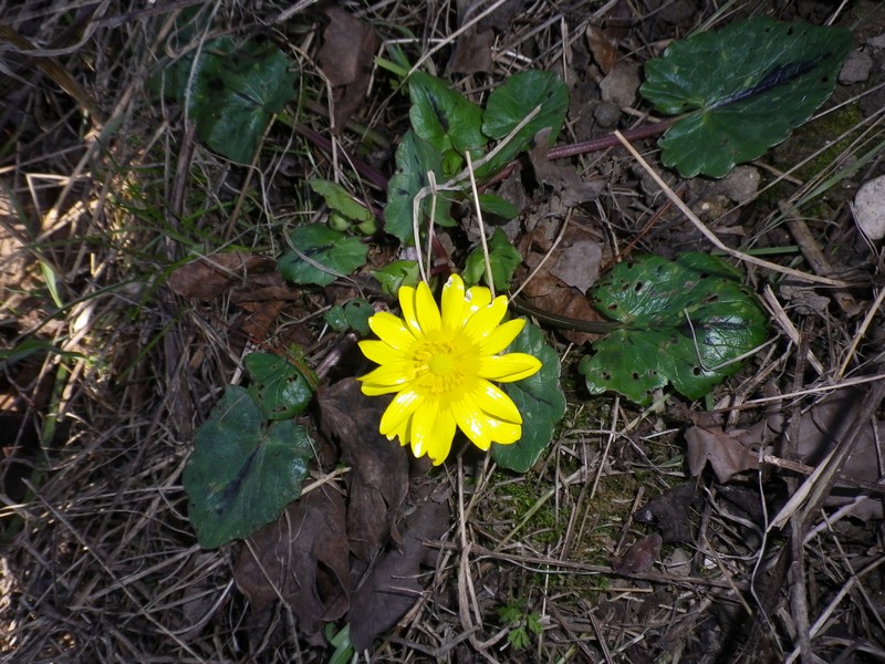 Ranunculus ficaria