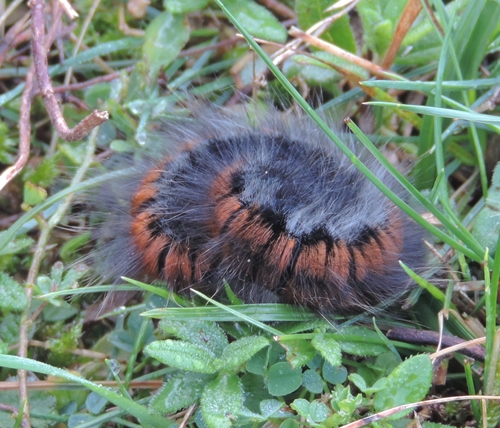 Bruco  peloso - Macrothylacia rubi