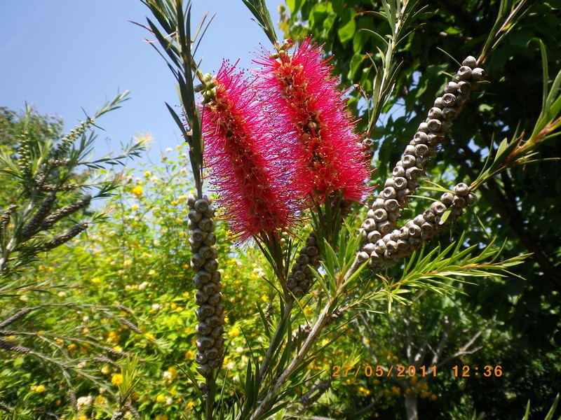 Callistemon citrinus