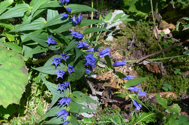 Gentiana asclepiadea