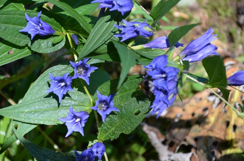 Gentiana asclepiadea