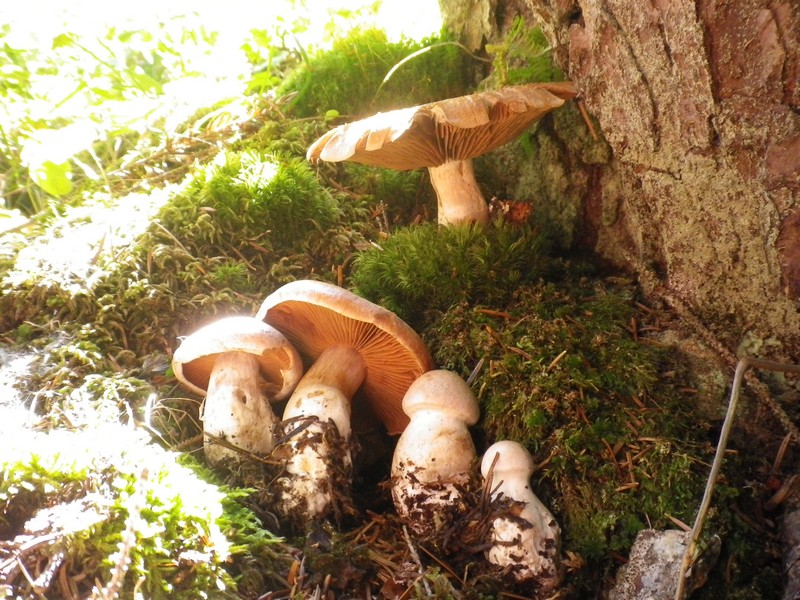 Due funghi dalla Val Maggiore Brunico