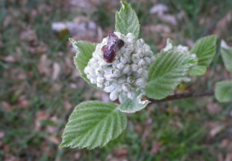 Sorbus aria