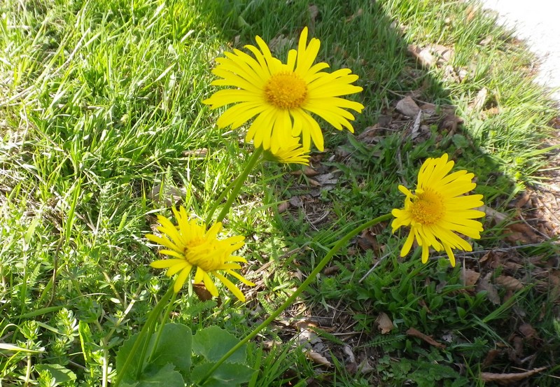 Doronicum columnae