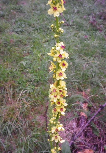 Alto e giallo - Verbascum cfr. nigrum