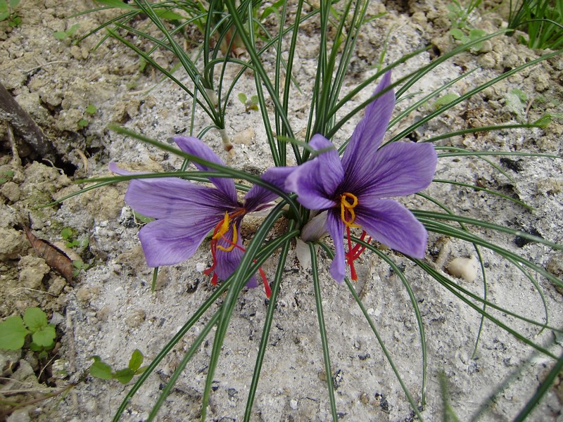 non s cosa sia - Crocus sp.