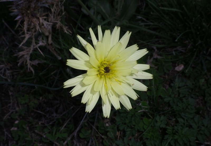 Fiore giallo citrino - Urospermum dalechampii