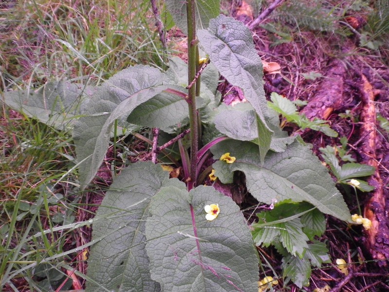 Alto e giallo - Verbascum cfr. nigrum