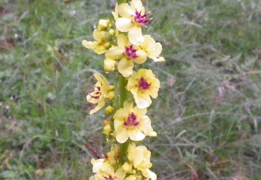 Alto e giallo - Verbascum cfr. nigrum