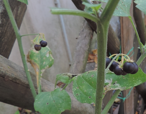 Fiori piccolissimi - Solanum nigrum