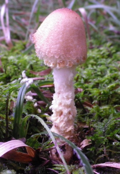 Due funghi dalla Val Maggiore Brunico