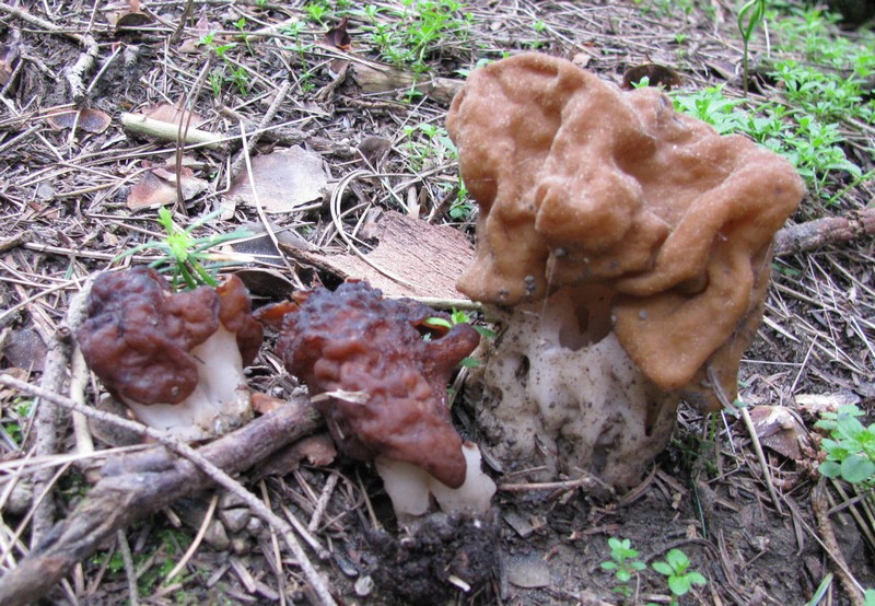 funghi da identificare