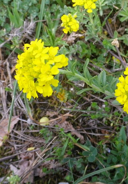 ancora da identificare 6 - Alyssum sp.