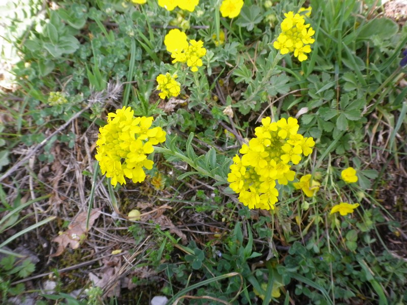 ancora da identificare 6 - Alyssum sp.