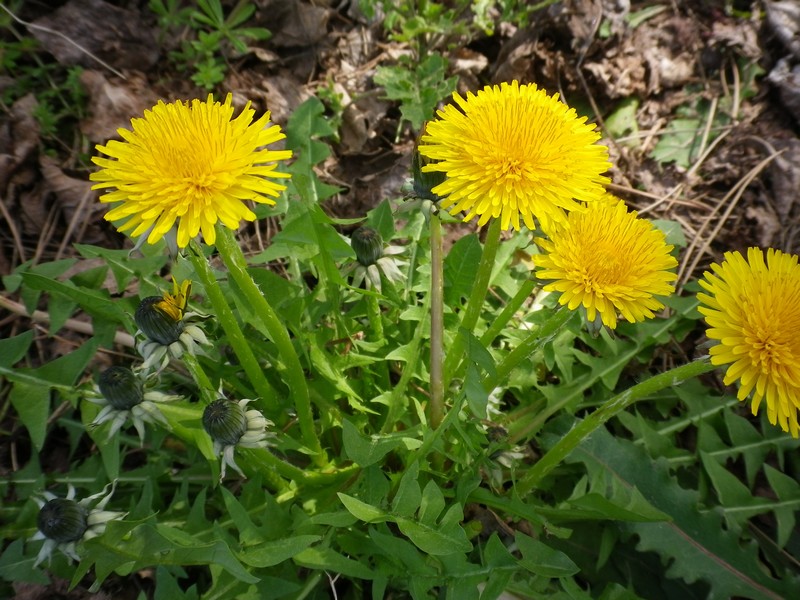 ancora da identificare tre - Taraxacum sp.