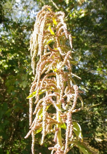 Amaranthus caudatus