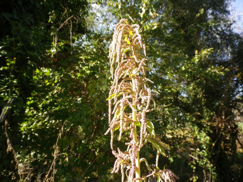 Amaranthus caudatus