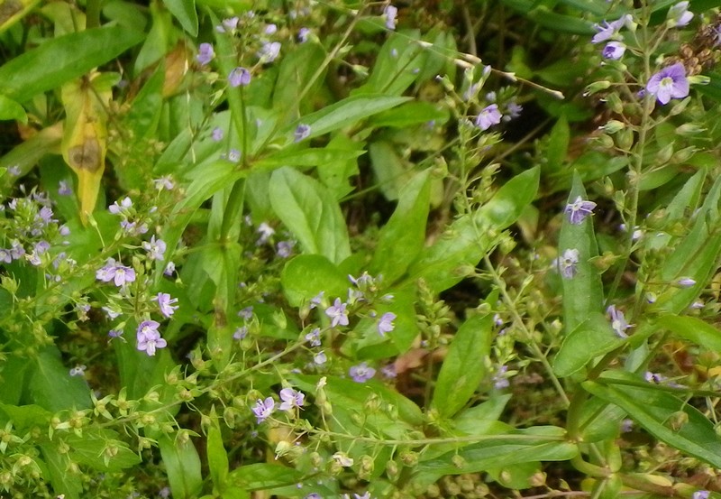 Veronica anagallis-aquatica / Veronica acquatica