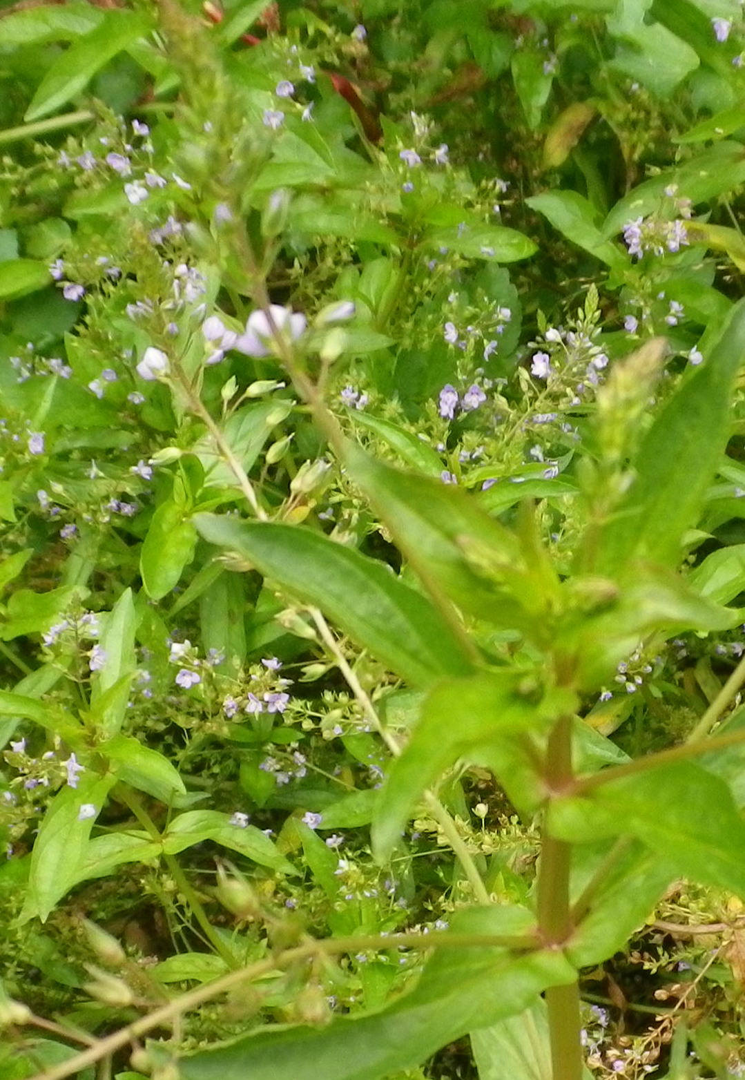 Veronica anagallis-aquatica / Veronica acquatica