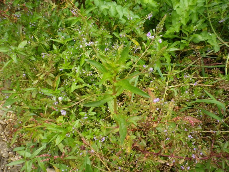 Veronica anagallis-aquatica / Veronica acquatica