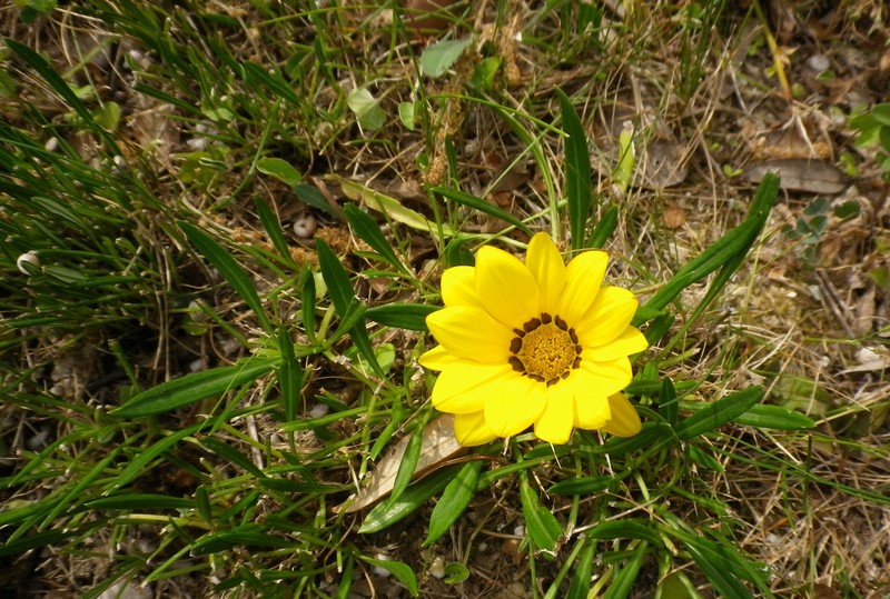 Gazania rigens