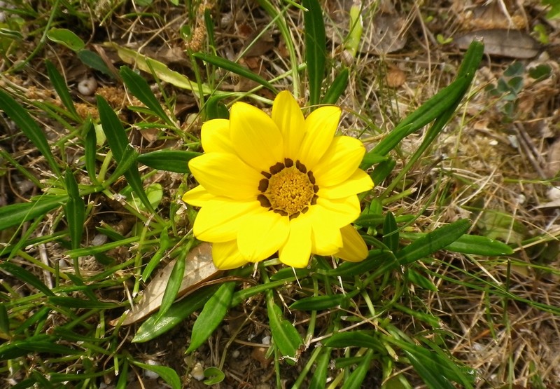 Gazania rigens