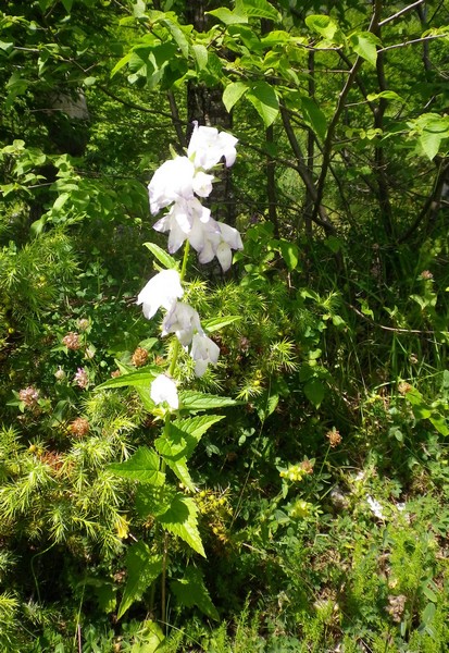 Campanula cfr. rapunculoides