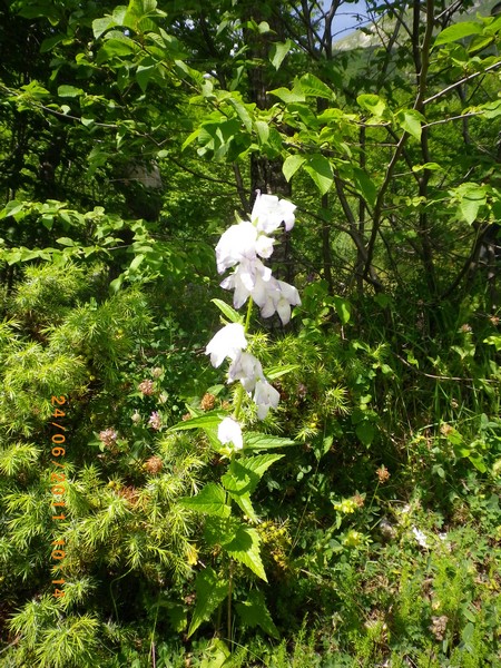 Campanula cfr. rapunculoides