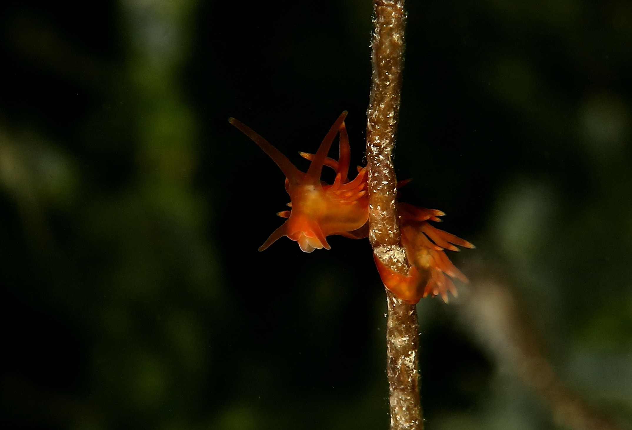 Nudibranco da identificare