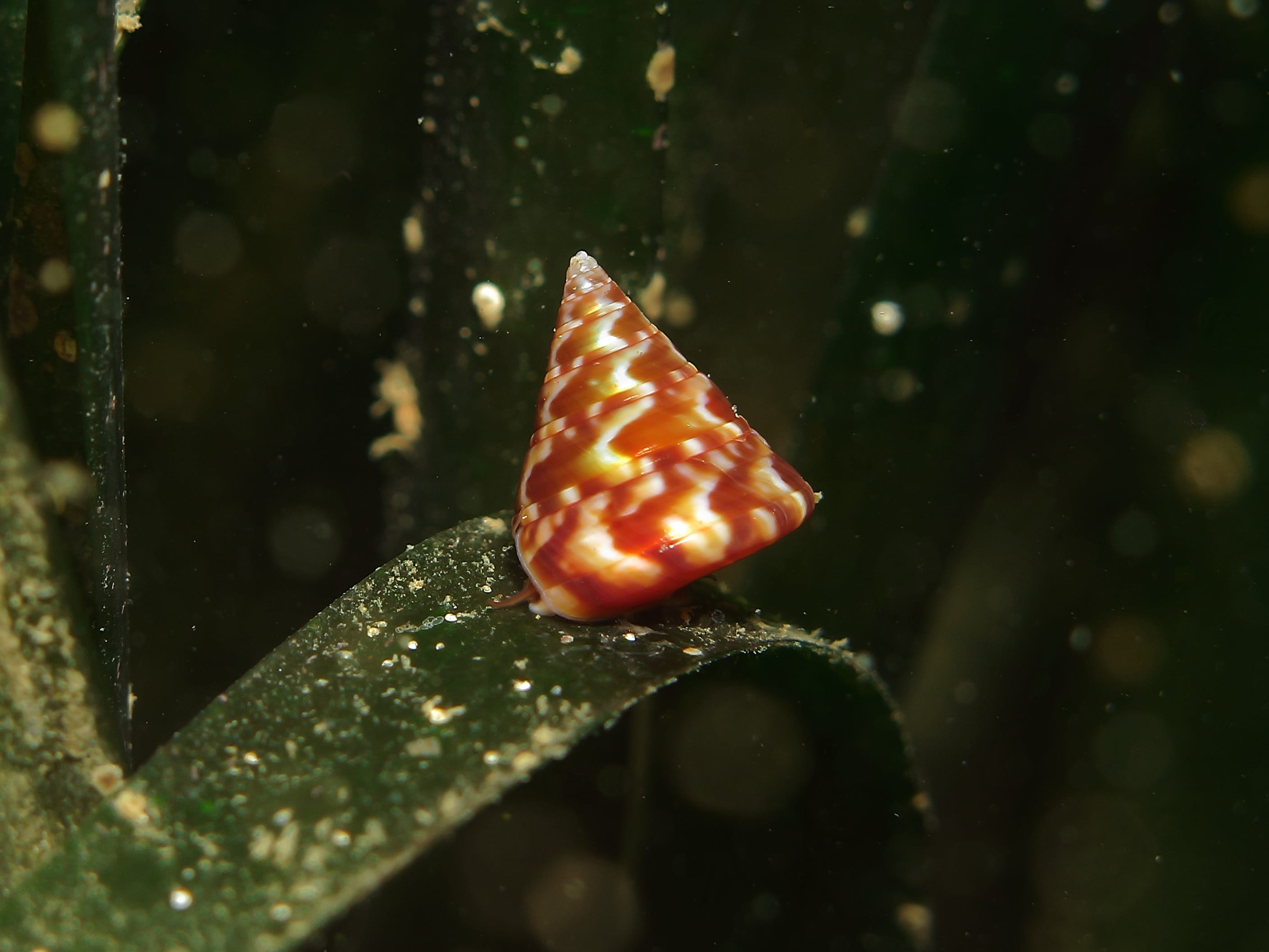 Calliostoma laugeri su posidonia