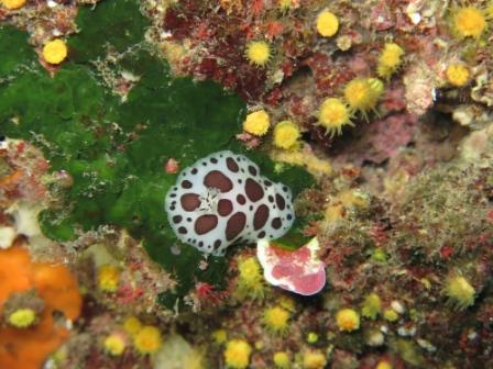 alga da identificare- Palmophyllum crassum