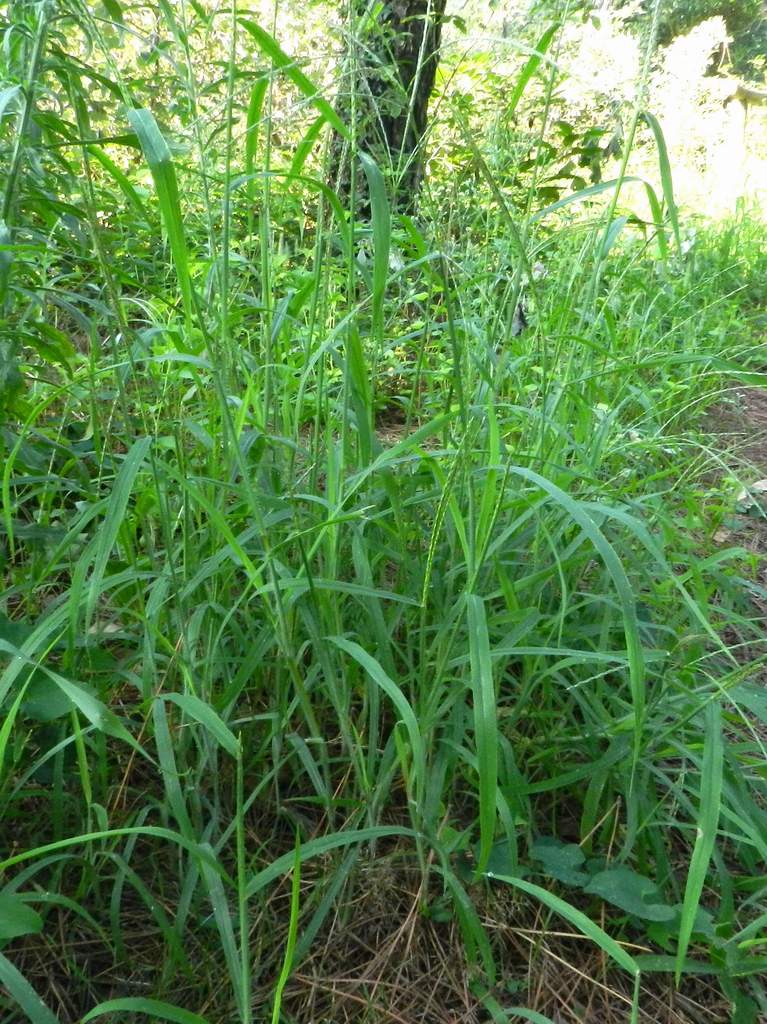 Digitaria sp.