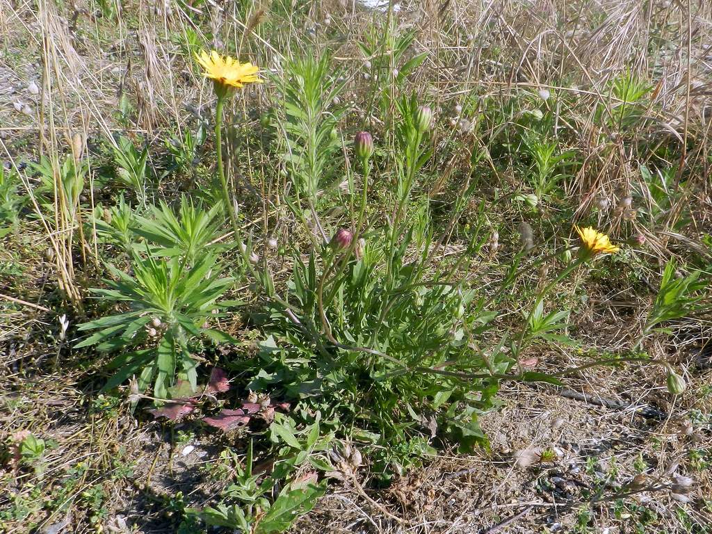 Asteracea da determinare