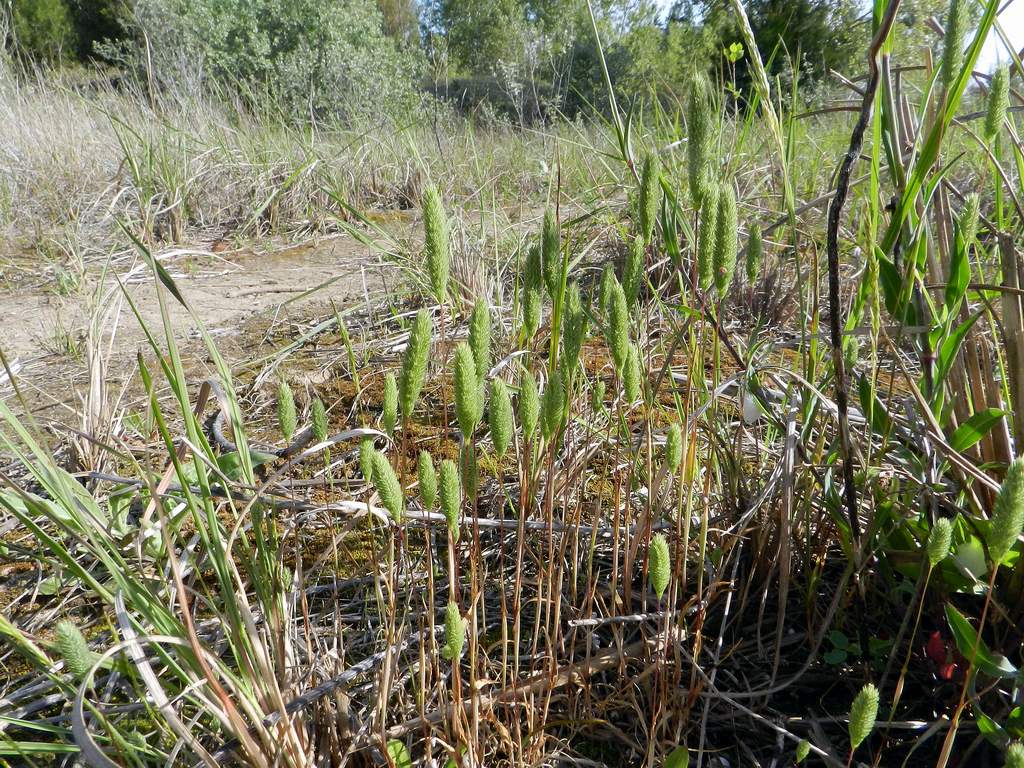 Poaceae sp.